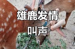开云体育在线登录-关于雄鹿轻松击败对手，雄心触手可及的信息